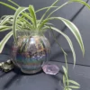 Spider Plant in Glass Iridescent Pot