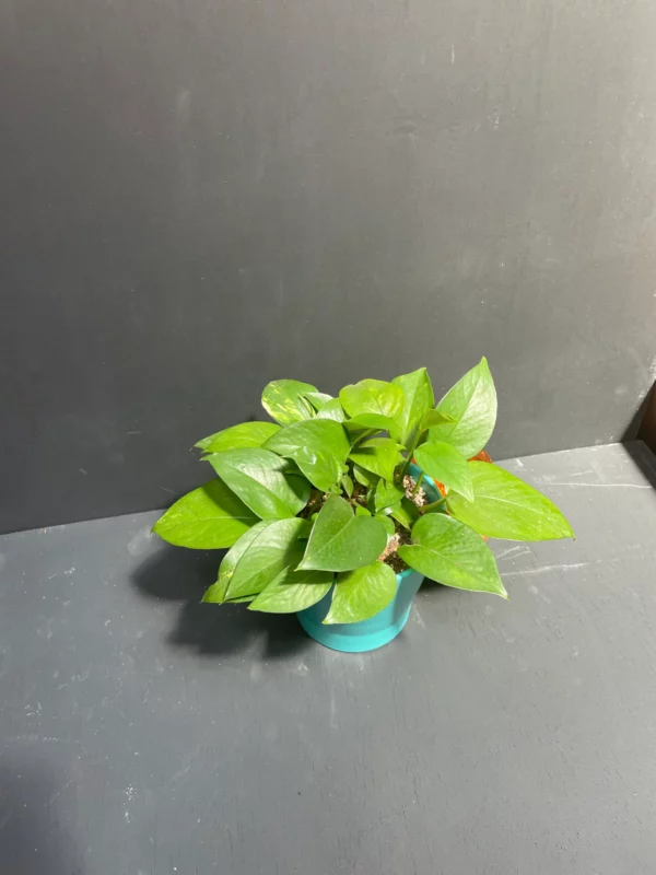 6" Pothos in Teal Eco Conscious Planter