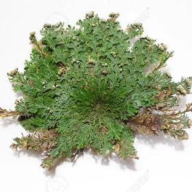 Rose of Jericho, Resurrection, Magical Plant - Small