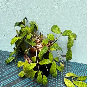 Black Pagoda Lipstick Plant in a Golden Art Deco style pot